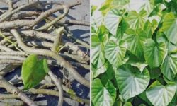 संविधान दिवस : गुर्जो रोपण अभियानमा गोकर्णका महिला