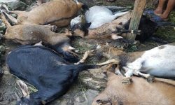 खोटाङमा अज्ञात रोगले बाख्रा मर्न थालेपछि किसान चिन्तित