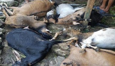 खोटाङमा अज्ञात रोगले बाख्रा मर्न थालेपछि किसान चिन्तित