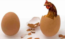 कुखुरा पहिला कि अण्डा ?