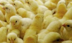 ब्रोइलरका चल्लालाई मेहेन्दी लगाइ बेच्ने ४ भारतीय पक्राउ