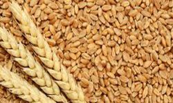 यस वर्ष सल्यानमा २३ प्रतिशतले घट्यो गहुँको उत्पादन