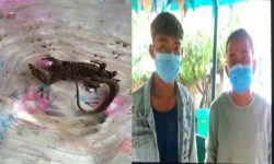 सुनगोहोरो जस्तो देखिने दुर्लभ वन्यजन्तु सहित दुई जना पक्राउ