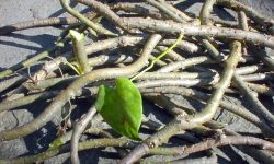 सूर्यविनायक क्षेत्रबाट गुर्जोको बिरुवा वितरण