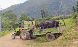 बिक्रीका लागि लाँदै गरेका भैँसी