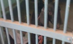 दुई बाख्रा प्रहरी हिरासतमा !