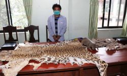 बाघको छालासहित पक्राउ