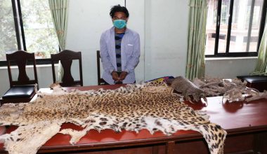 बाघको छालासहित पक्राउ