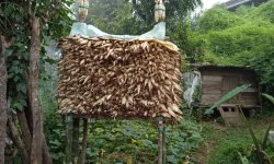 सुलीमा मकै