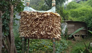 सुलीमा मकै