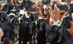 खसीबोका बिक्री नभएपछि गाउँ फर्काउन थालियाे