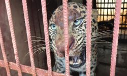 तनहुँमा थापिएको खोरमा परेको चितुवा