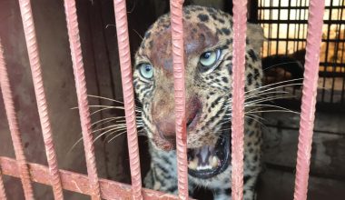 तनहुँमा थापिएको खोरमा परेको चितुवा