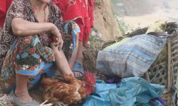 कुखुरा बिक्रीका लागि ग्राहक पर्खदै