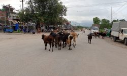 कैलालीकाे सडकमा छाडा छाेडिएका चौपाया