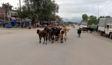 कैलालीकाे सडकमा छाडा छाेडिएका चौपाया