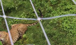 कालिज फार्मभित्र चितुवा पसेपछि….