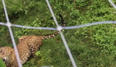 कालिज फार्मभित्र चितुवा पसेपछि….