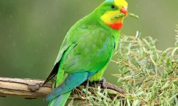 अनौठो सुगा