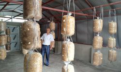 च्याउको बीउ परीक्षण गर्दै प्राविधिक