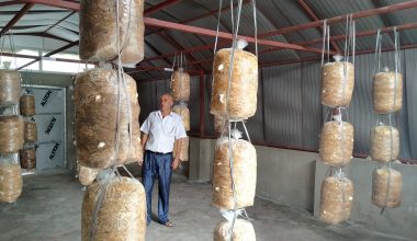 च्याउको बीउ परीक्षण गर्दै प्राविधिक