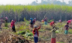 उखु किसानले अझै पाएनन् २४ करोड भुक्तानी