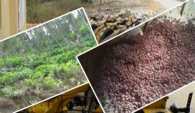 अबदेखि नेपालमै अलैँची प्रशोधन गरिने