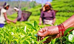 श्रम ऐन कार्यान्वयन नहुँदा चिया श्रमिक मारमा