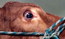 गौहत्या अभियोगमा एक पक्राउ, नौ फरार