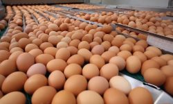 अण्डाको मूल्य हालसम्मकै उच्च