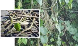 वागमती किनारमा रोप्न थालियो गुर्जो