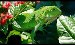 प्रेरक प्रसंग : छेपारोको लालच