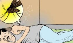 चितवनमा स्क्रबटाइफस र डेङ्गुका बिरामी बढे