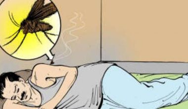 चितवनमा स्क्रबटाइफस र डेङ्गुका बिरामी बढे