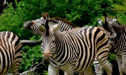 चिडियाघरले गधालाई जेब्रा बनाएपछि