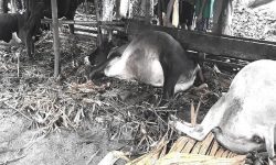 उदयपुरमा भ्यागुते रोगबाट ठूलाे संख्यामा पशु चौपाया मरे