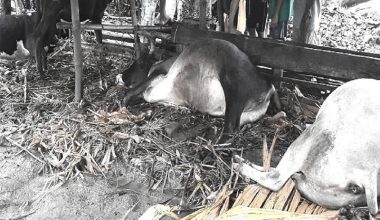 उदयपुरमा भ्यागुते रोगबाट ठूलाे संख्यामा पशु चौपाया मरे