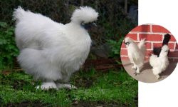 सिल्की कुखुराको जोडी चल्लालाई पाँच हजार !