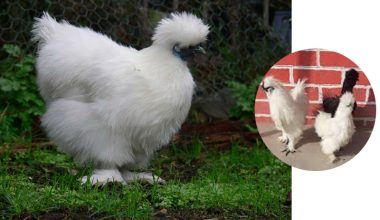 सिल्की कुखुराको जोडी चल्लालाई पाँच हजार !