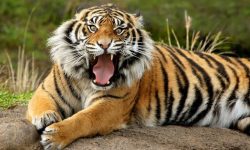 चितवनमा नरभक्षी बाघ नियन्त्रणमा