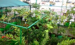 कौसी खेतीमा नेपाल एग्रो लाइभको सक्रियता