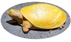 दुर्लभ कछुवासहित पाँच पक्राउ