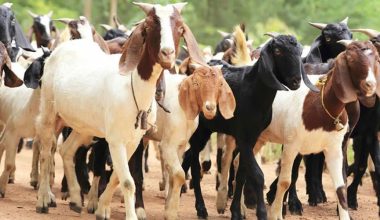 ‘दसैंमा भारतबाट खसीबोका ल्याउनु पर्दैन’