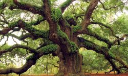 रुख सम्बन्धी केही अचम्मका तथ्यहरु