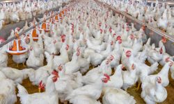 डोटीका स्थानीय कुखुरापालनमा आकर्षित