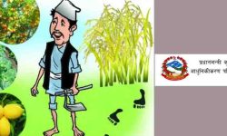 खोटाङमा प्रधानमन्त्री कृषि आधुनिकीकरण परियोजनाको बजेट दुई करोड बढी