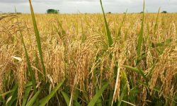 तिलोत्तमामा धानको समर्थन मूल्य कार्यान्वयनमा