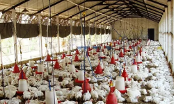 कुखुरा फार्मको दुर्गन्धले पर्साका दर्जनाैँ बस्तीमा समस्या