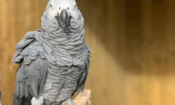 आफ्ना साथीलाई छाडा बोल्न सिकाउने सुगा