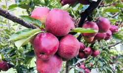 मुस्ताङमा पाक्यो मार्फा स्याउ